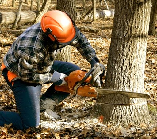 Tree Removal in Leland, MI